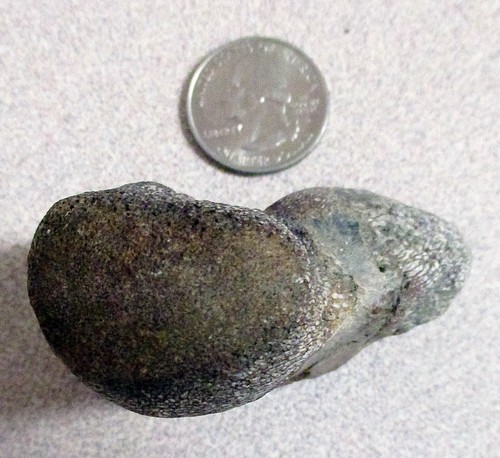 Dinosaur bone mosasaur - bone,